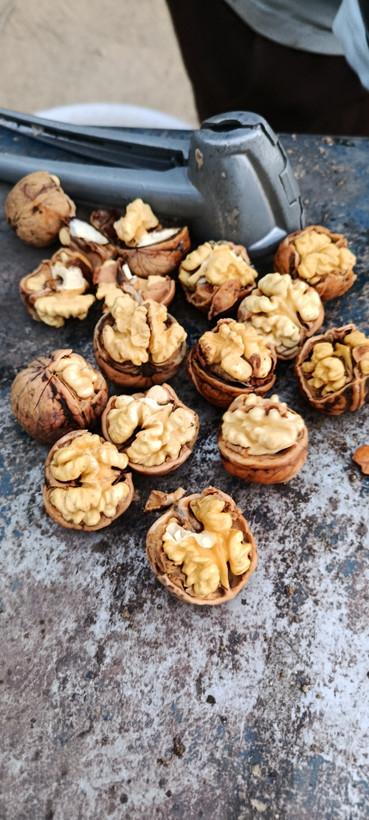 گردو نیمه خشک تویسرکان ۸۵/۹۰ درصد سفید ارگانیک