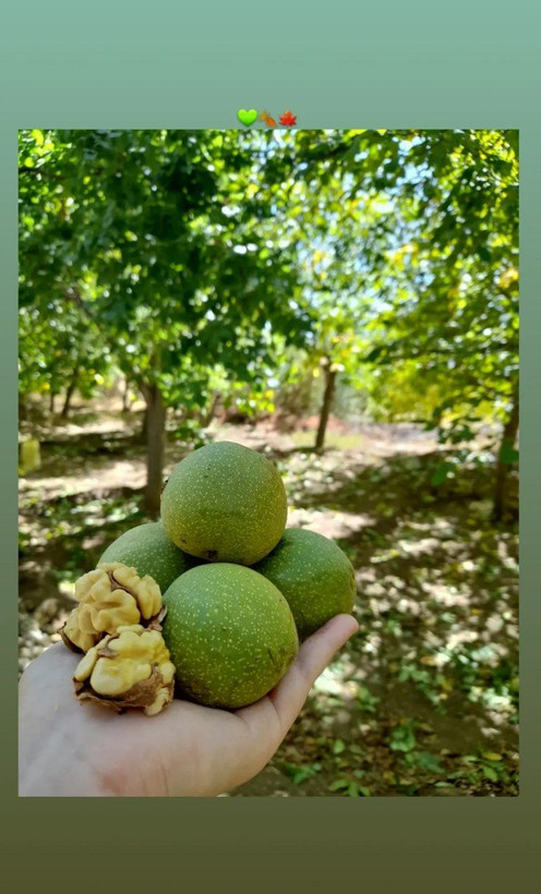 گردو سبز تازه خوری تویسرکان ۹۰ درصد سفید