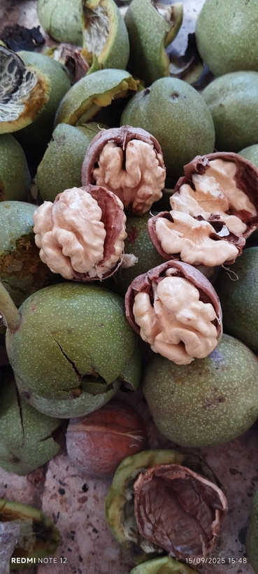 گردو سبز تازه خوری تویسرکان ۹۰ درصد سفید