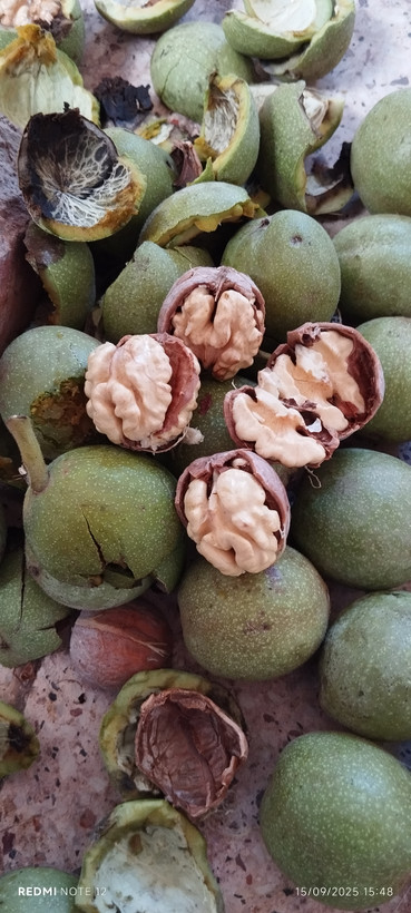 گردو سبز تازه خوری تویسرکان ۹۰ درصد سفید