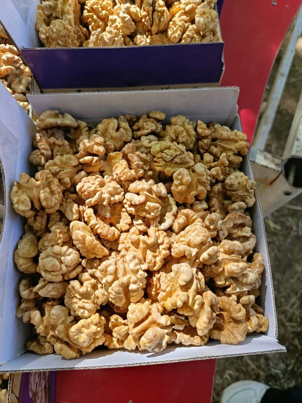 مغز گردو سوپر لوکس تویسرکان بدون شکستی